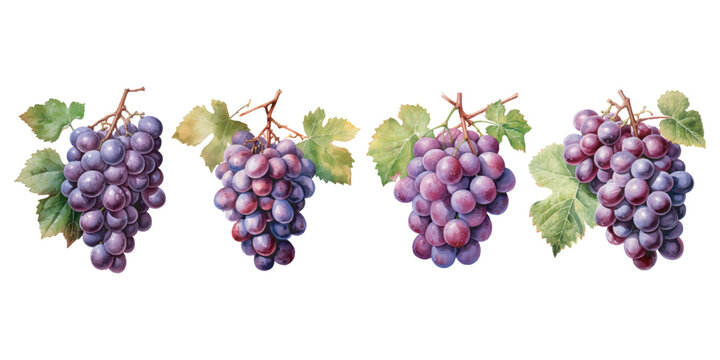 watercolor grape clipart for graphic resources