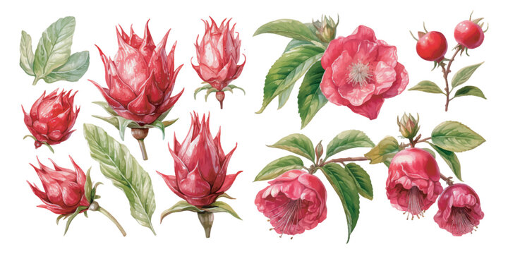 watercolor rosella clipart for graphic resources