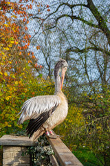 a pelican sits on a fence at a zoo in Prague