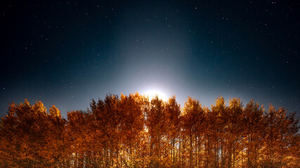 Landscape scene of the moon shining behind a grove of aspen trees at night during the Fall when the...