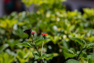 Dark Butterfly Pollinating Vibrant Orange Flower
