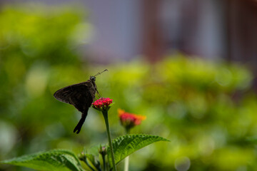 Floral Harmony: Pollination of Orange Flower by Dark Butterfly