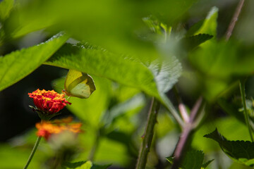 Green Butterfly on Orange Blossom in Medellin Spring