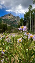 wildflowers in the mountains