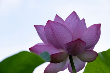 空に向かって咲くハスの花