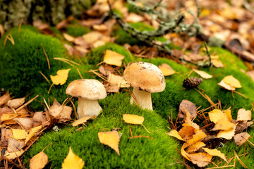 white forest mushrooms in the forest among the moss. Edible healthy wild mushrooms.