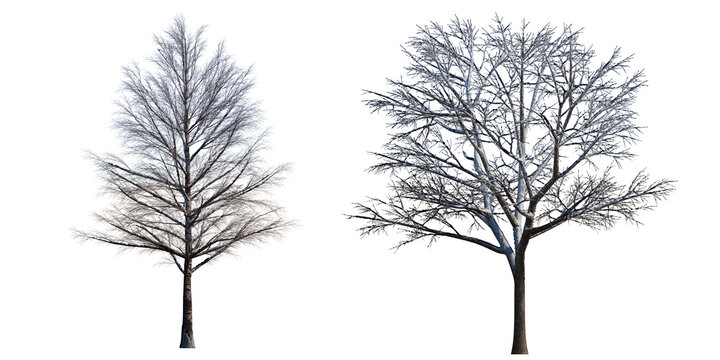 winter or autumn trees 3D render.