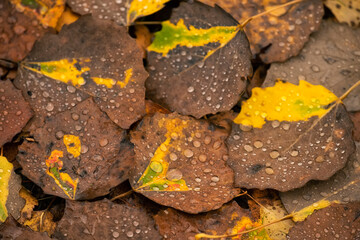 fallen dry poplar leaves in raindrops on the ground.