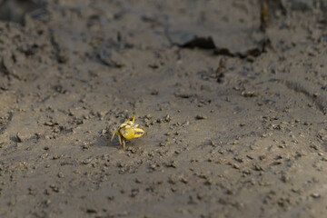 Yellow golden ghost crab or Ocypode convexa on mudflats of mangrove forest during daytime. It is a...