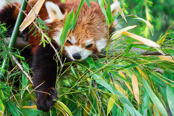 Red panda bear climbing tree. close-up of a rare red panda in forest on green tree