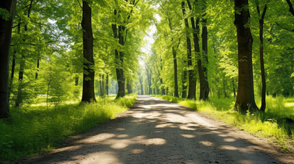 Obraz premium Single lane rural gravel road through the tall green linden trees. Sunlight flowing through the tree trunks. Fairy forest scene. Art, hope, heaven, wilderness, loneliness, pure nature concepts