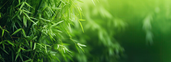 Green background with bamboo leaves, copy space - obrazy, fototapety, plakaty