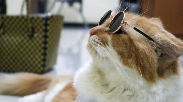 a yellow snub-nosed anggora cat with long whiskers is lying on the floor relaxed and wearing stylish glasses.