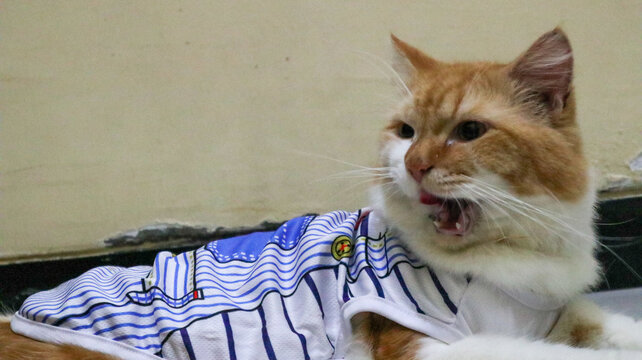 yellow snub-nosed anggora cat with long whiskers lying on the floor leisurely