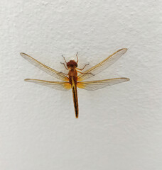 dragonfly on the wall