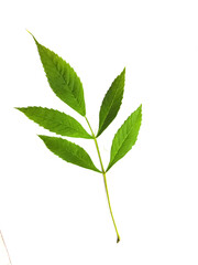 green leaf isolated on white background