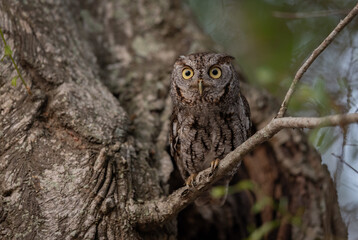 Eastern screech owl in Florida 