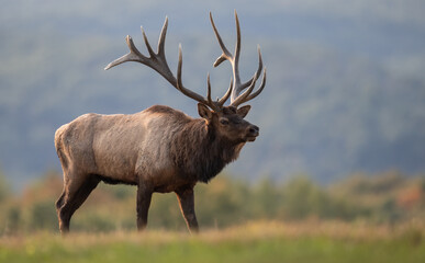 Bull elk during the rut