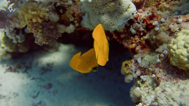 two blue cheeked butterflyfish swim into a cave under a coral