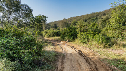 A dirt safari road runs through the jungle. Axis spotted deer is standing in a rut. Thickets of green vegetation on the roadsides. India. Sariska National Park.