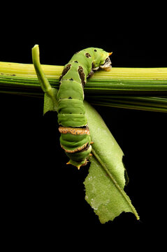 Uler Keket. Green Caterpillar in a Branch eating Leaf