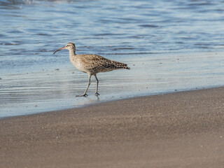 common whimbrel in southern chilean beach searching some food