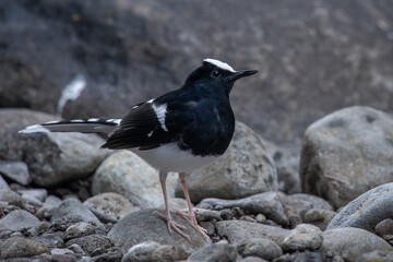 Fototapeta premium a white-crowned forktail Enicurus leschenaulti on river rock searching for food, natural bokeh background