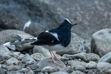 a white-crowned forktail Enicurus leschenaulti on river rock searching for food, natural bokeh background