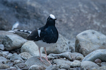 a white-crowned forktail Enicurus leschenaulti on river rock searching for food, natural bokeh background