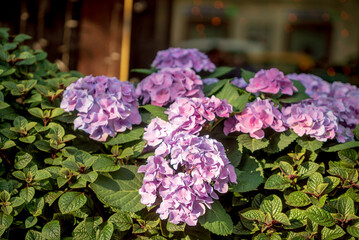 nice hydrangea flowers in the pots