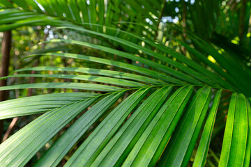 Close up coconut palm leaves in rain forest. eocology environment concept.