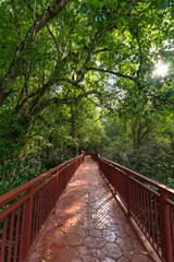 Wooden walkway and abundant mangrove forest in Southern Thailand