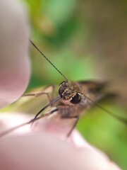 close up of a butterfly