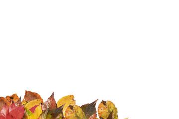 Digital png illustration of autumn leaves on transparent background