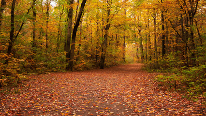 Enchanted Autumn Pathway": Capture a secluded forest trail adorned with vibrant leaves, beckoning viewers to immerse themselves in the dreamy beauty of fall