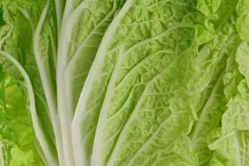 Photo of close up of a healthy green chinese cabbage. 