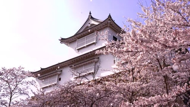 日本の岡山県、鶴山公園の津山城備中櫓と桜吹雪。