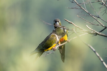 Pareja de loros Tricahue muy enamorados