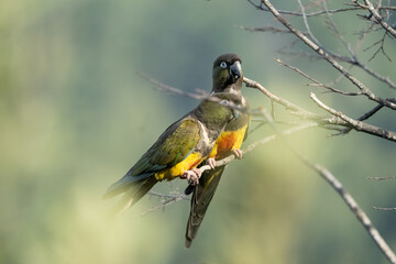 Pareja de loros Tricahue muy enamorados