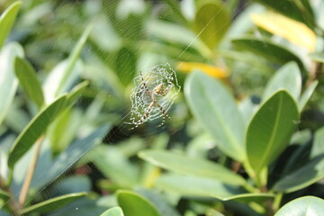 Close Up of a spider sitting in spider web in the garden