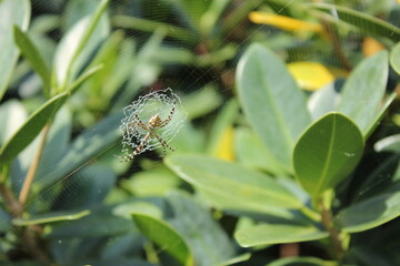 Wide Angle of a spider sitting in spider web in the garden