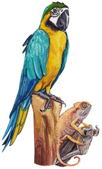 Pet care watercolor png element