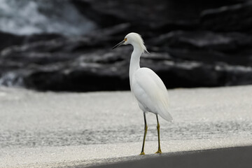 Garza paseándose en la orilla de la playa