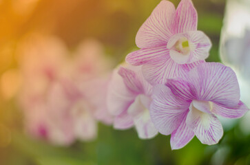 Beautiful pink orchid flower, on warm light blurred background with copy space. autumn