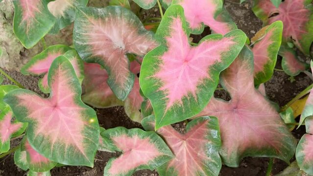 Pink leaf caladium, rainbow abstract caladium plants