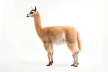 Fototapeten Lama in full growth stands on a white background © Veniamin Kraskov