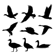 various flying goose silhouette illustration