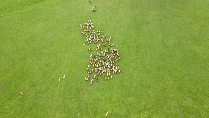 Flock of sheep and lamb grazing in the green meadow. Aerial Shot with drone chasing sheep. Sheep In...
