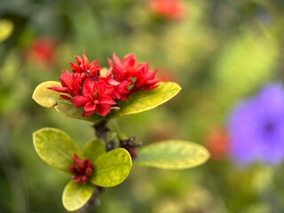 Obraz premium Close up view of red Chinese Ixora or Ixora Chinensis flower with blur background. Macro photography 