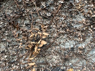 Background of burned leaves and stems vine in front of grey concrete wall